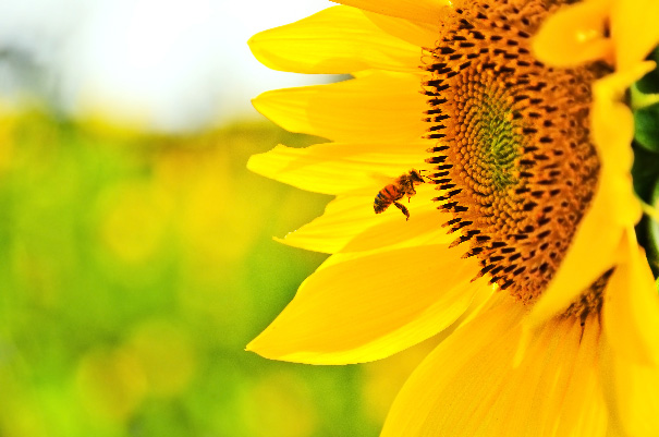 Bees Wax by Cibo Pelle Beeswax has many unique properties that make it a beneficial and essential skin care ingredient.